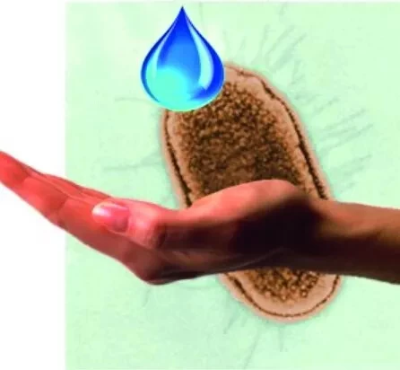 Savon BACTIDERMA 2 Savon BACTIDERMA – Image 2